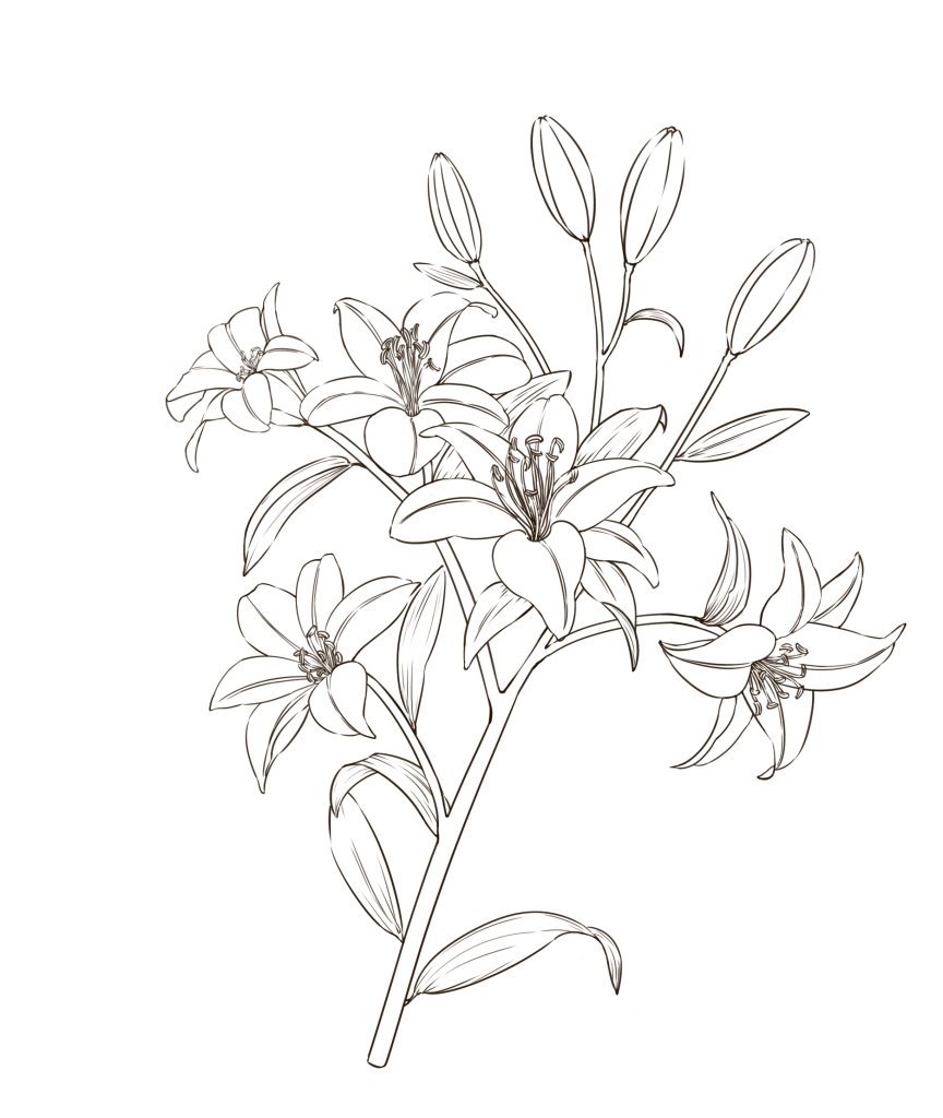 fleurs de lys dessinée